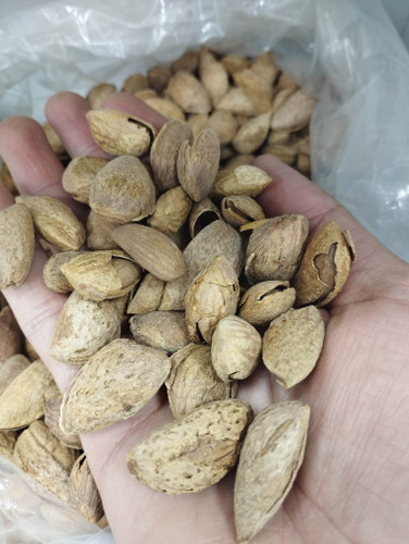 بادام کاغذی